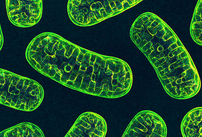Hyperbaarisen happihoidon vaikutukset mitokondrioihin.